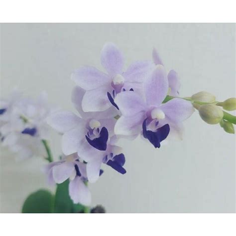 藍紫色蝴蝶蘭